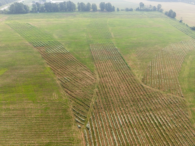 Bella Vista Tree Farm aerial view