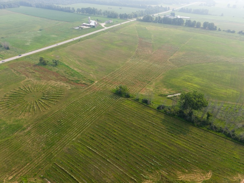 Bella Vista Tree Farm aerial view