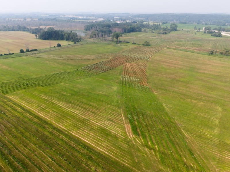 Bella Vista Tree Farm aerial view