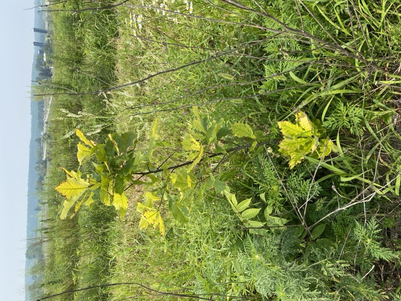 Bella Vista Tree Farm